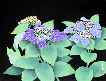 25.八仙花F6.jpg 25.八仙花F6.jpg