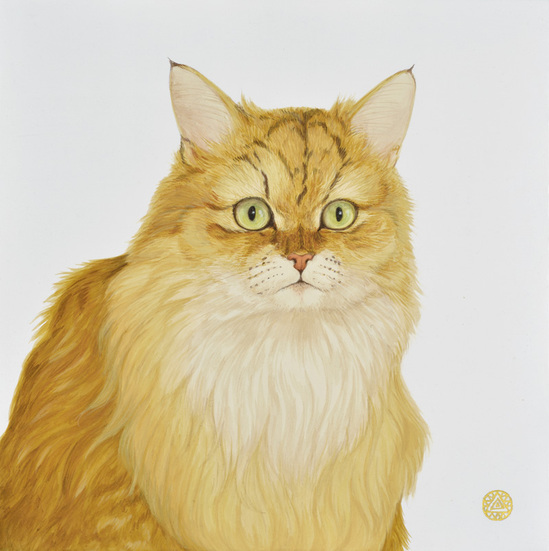 eyes of cat.jpg eyes of cat.jpg