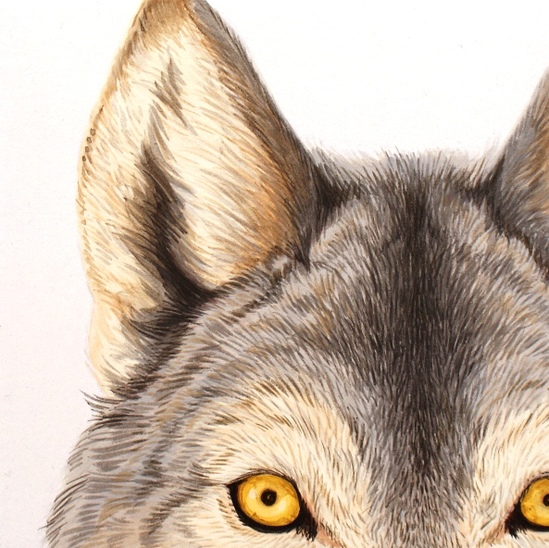 eyes of wolf.jpg eyes of wolf.jpg