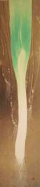 葱_04.jpg 葱_04.jpg
