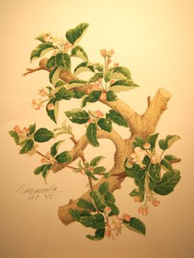 リンゴの花３９cm×３１cmリトグラフ.JPG