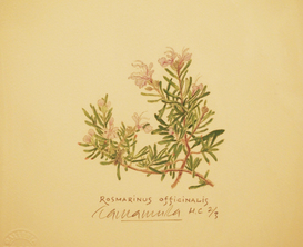 ローズマリー.JPG